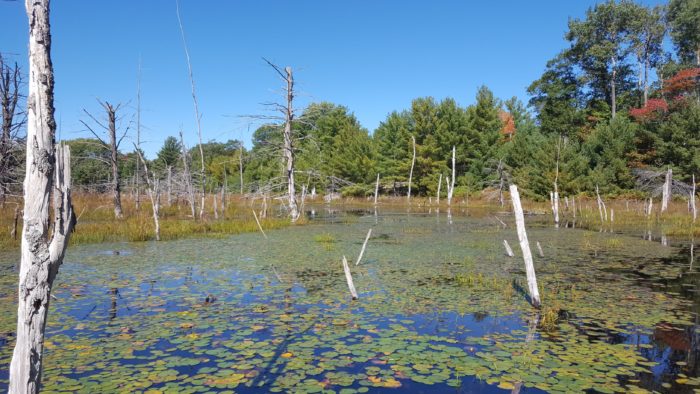A wetland with floating plants and dead trees and a clear blue sky