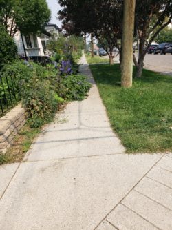 Example of a photo taken showing overgrown foliage covering a sidewalk.